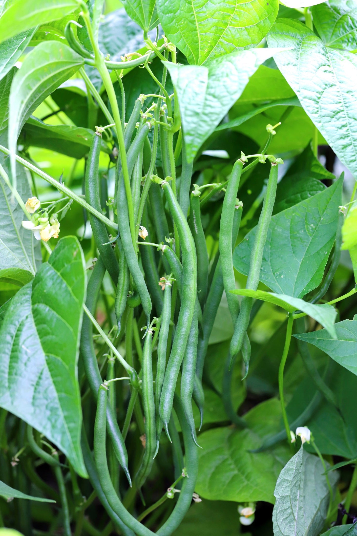 50 GREENCROP GREEN BEAN Phaseolus Vulgaris Vegetable Seeds