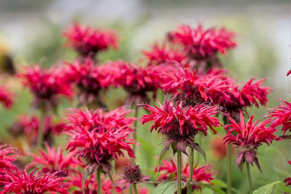 10 Panorama RED BEE BALM Monarda Didyma Oswego Tea Herb Flower Seeds