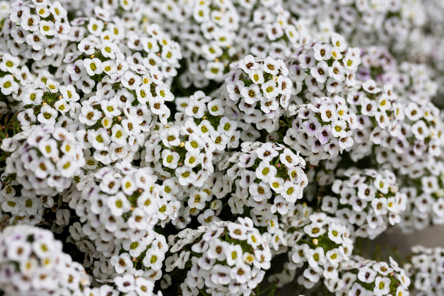 500 Sweet ALYSSUM PASTEL CARPET Mix Lobularia Maritima Flower Seeds