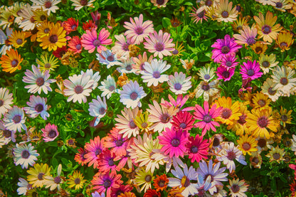 20 MIXED COLORS OSTEOSPERMUM Ecklonis African Cape Daisy Flower Seeds