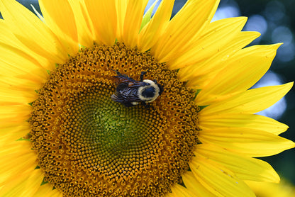 50 HOPI Black Dye SUNFLOWER Helianthus Annuus Flower Seeds