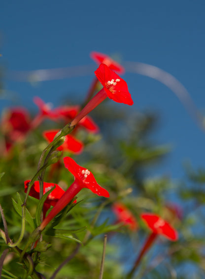 30 CARDINAL CLIMBER VINE Ipomea Quamoclit Red Flower Seeds