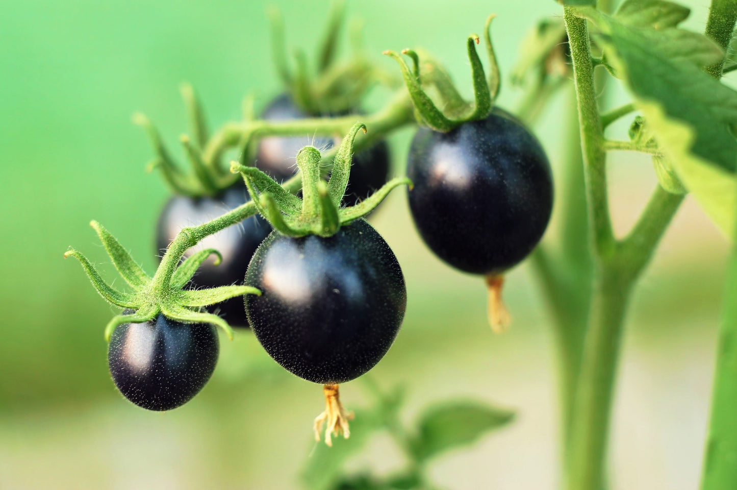 50 BLACK CHERRY TOMATO Black Skin Sweet Round Lycopersicon Fruit Vegetable Seeds