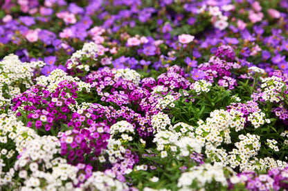 500 Sweet ALYSSUM PASTEL CARPET Mix Lobularia Maritima Flower Seeds