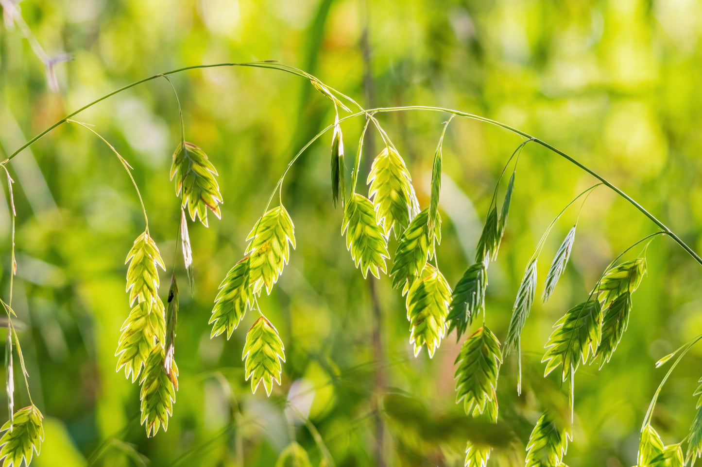 100 NORTHERN SEA OATS Grass Inland Chasmanthium Seeds