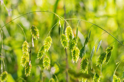 100 NORTHERN SEA OATS Grass Inland Chasmanthium Seeds