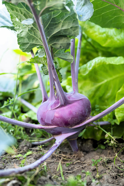 2000 PURPLE VIENNA KOHLRABI Brassica Oleracea Gongylodes Vegetable Seeds