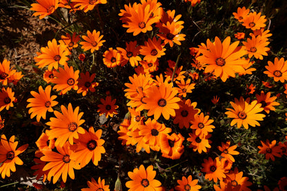 1000 MIXED AFRICAN DAISY ( Cape Marigold / Sun Marigold ) Dimorphotheca Sinuata Flower Seeds