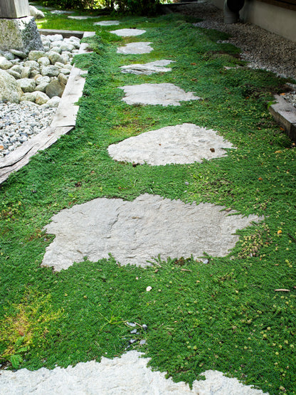 100 Walk On Me CREEPING THYME Thymus Serpyllum Herb Flower Seeds