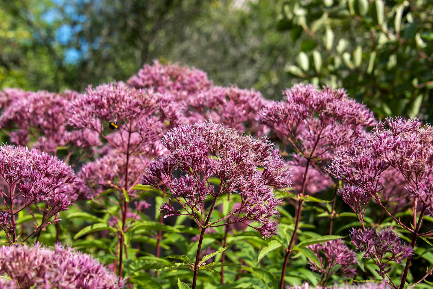 50 Mixed Colors JOE PYE WEED Eupatorium Maculatum Flower Seeds