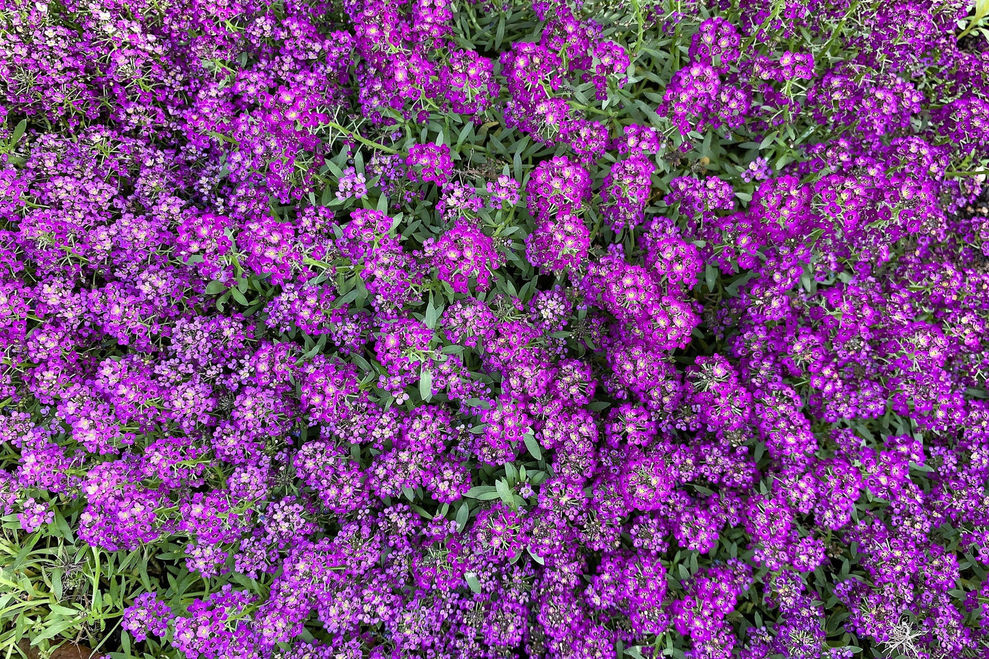 100 EASTER BONNET ALYSSUM Lobularia Maritima Bright Violet Purple Flower Seeds