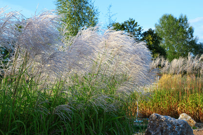 10 SILVER MAIDEN GRASS Miscanthus Sinensis Japanese Pampas Perennial Flower Seeds