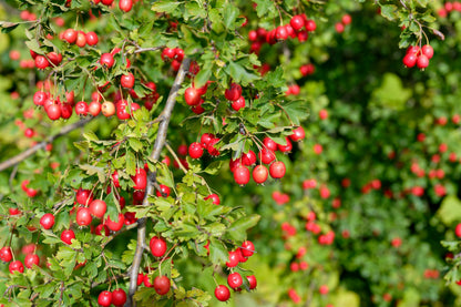 20 ENGLISH HAWTHORN TREE Edible Fruit Flower Mayflower Crataegus Laevigata Seeds
