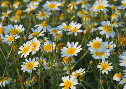 1000 GARLAND CROWN DAISY Chrysanthemum Coronarium Glebionis White Yellow Flower Seeds