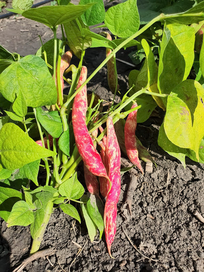 25 DWARF HORTICULTURE BEAN Taylor Long French Phaseolus Vulgaris Vegetable Seeds