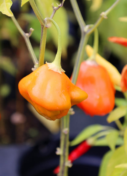 40 Orange SCOTCH BONNET PEPPER very hot Jamaican Capsicum Chinense Vegetable Seeds