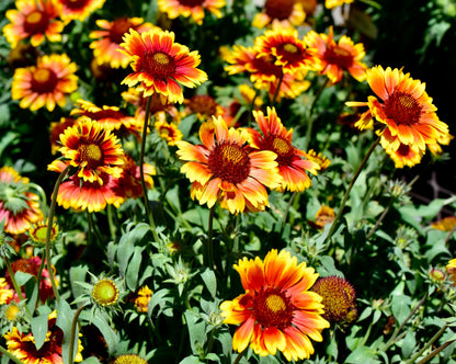 100 ARIZONA SUN GAILLARDIA Pulchella Indian Blanket Flower Seeds