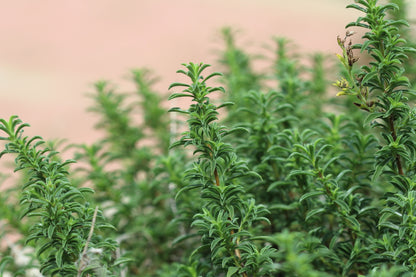 20 MEDITERRANEAN THYME Spiked Thymbra Spicata Pink Savory Herb Za’atar Perennial Herb Flower Seeds