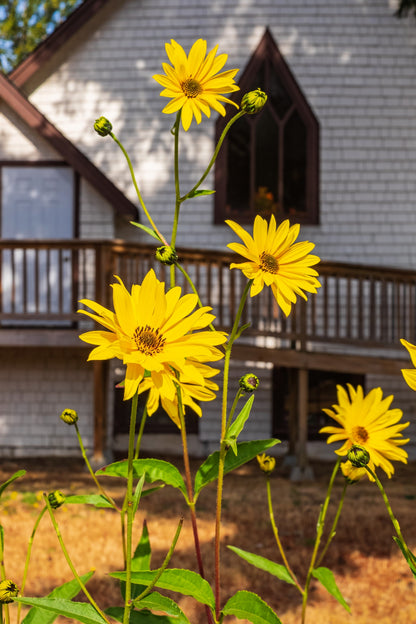 250 MAXIMILIAN (Prairie) SUNFLOWER Helianthus Maximiliani Flower Seeds