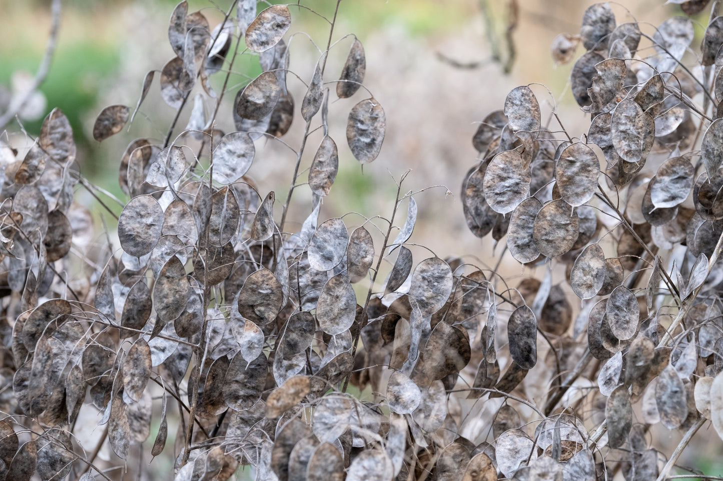 100 LUNARIA Biennis ( MONEY PLANT / Silver Dollar / Honesty / Moonwort / L Annua ) Flower Seeds