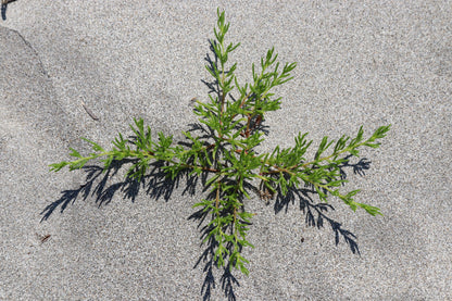 75 SALTWORT Okahijiki Japanese Greens Salsola Komarovii Leaf Vegetable Seeds