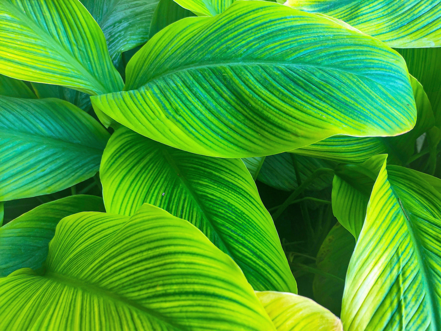 5 ORANGE CANNA LILY Indian Shot Arrowroot Canna Indica Flower Seeds