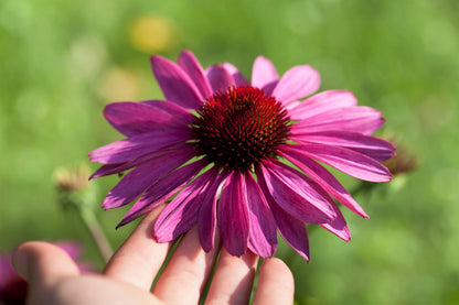 1000 PURPLE CONEFLOWER Echinacea Purpurea Heirloom Flower Herb Seeds