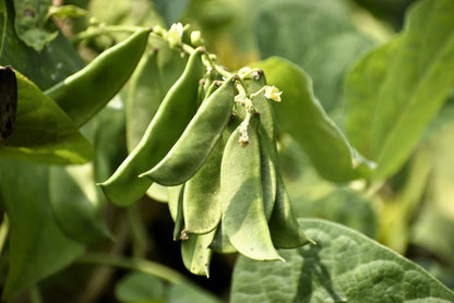 20 FORDHOOK LIMA BEAN Phaseolus Lunatus Bush Bean Vegetable Seeds