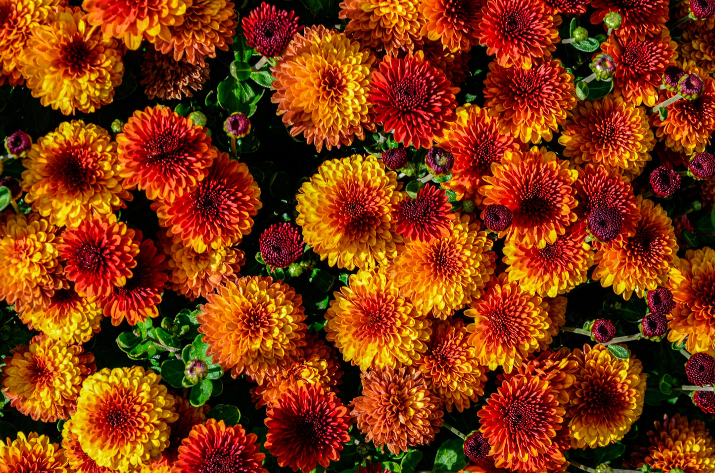 50 Tricolor DOUBLE PAINTED DAISY Chrysanthemum Carinatum Tanacetum Dunetti Mixed Colors Flower Seeds