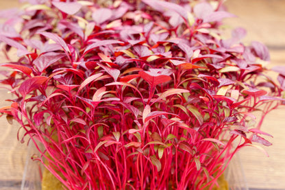 500 MIDNIGHT RED AMARANTHUS Cruentus Amaranth Flower Leaf Vegetable Seeds