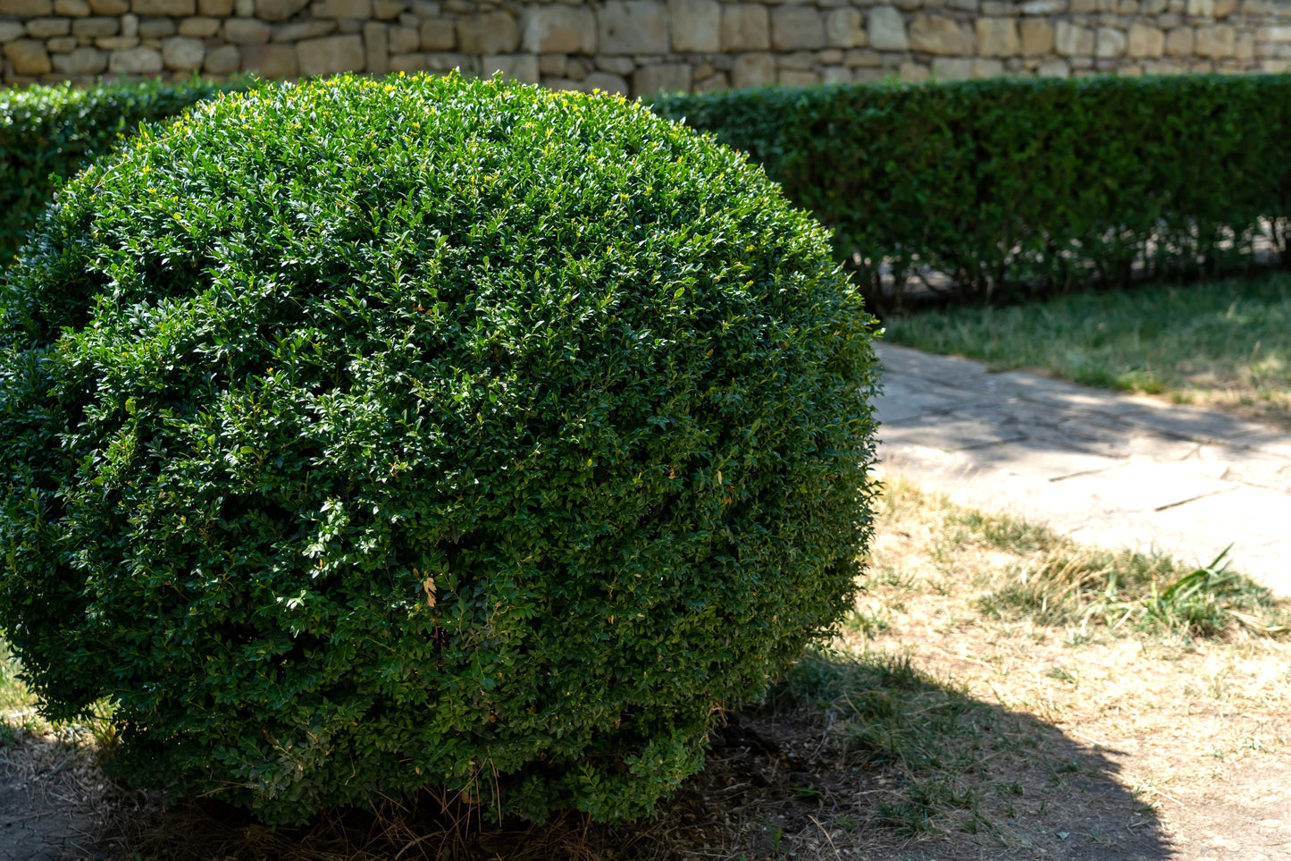 35 EUROPEAN PRIVET HEDGE Common Wild Ligustrum Vulgare Flower Shrub Seeds