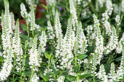 50 Mixed Colors VERONICA SIGHTSEEING MIXTURE (Spike Speedwell) Veronica Spicata Flower Seeds
