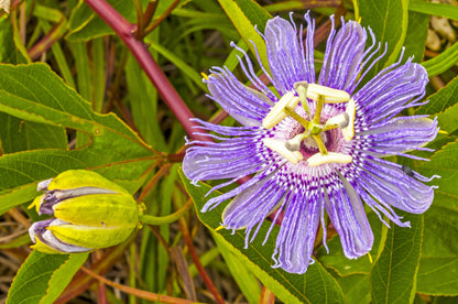 10 Purple PASSION FLOWER Passion FRUIT Granadilla Passiflora Incarnata Vine Seeds
