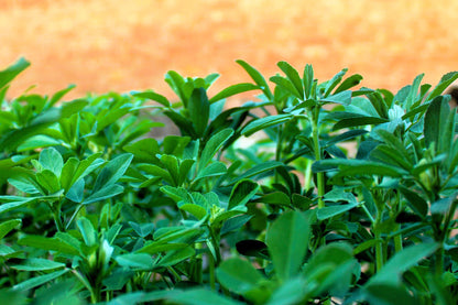 300 FENUGREEK Trigonella Foenum Graecum Herb Flower Seeds