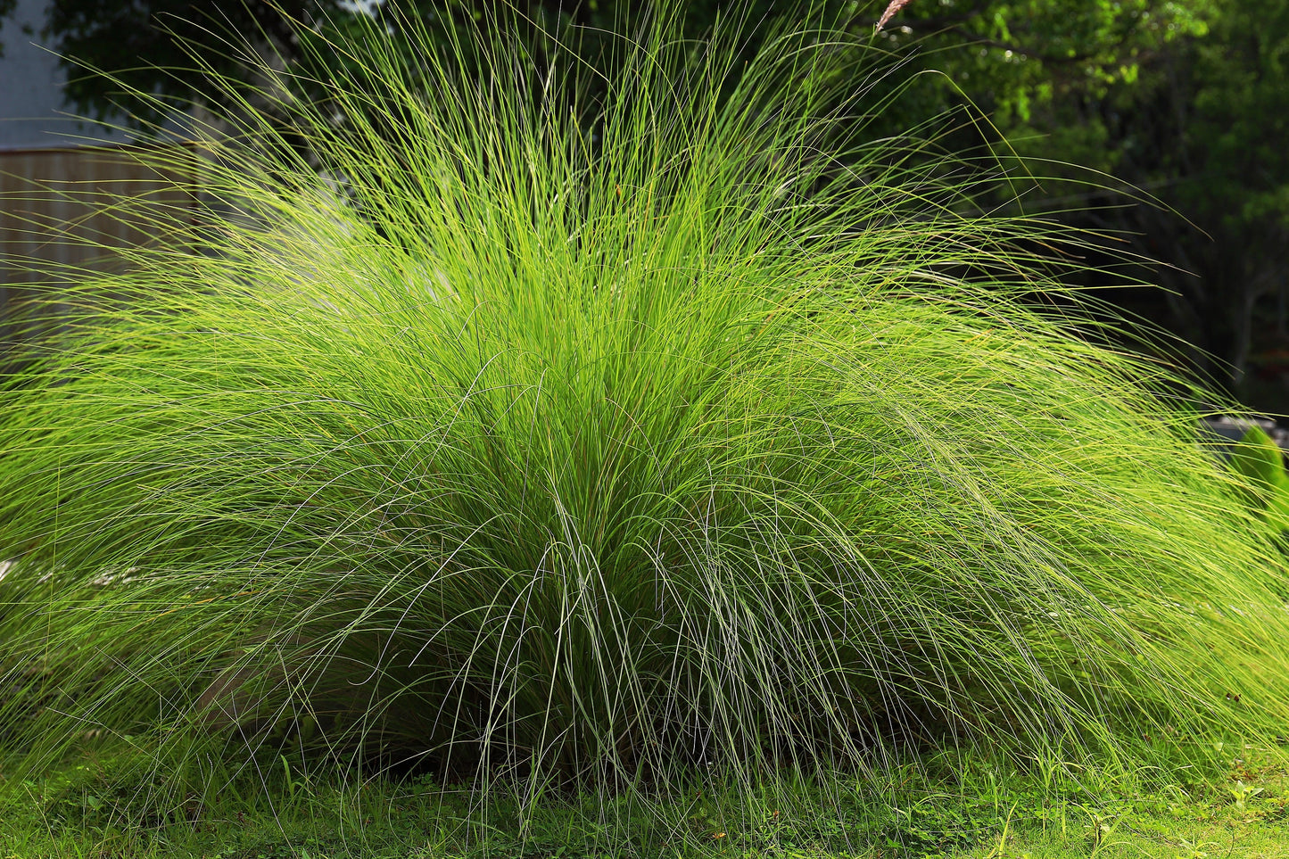 200 WEEPING LOVE GRASS Ornamental African Lovegrass Eragrostis Curvala Seeds
