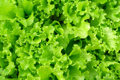 3000 Black Seeded Simpson LEAF LETTUCE Lactuca Sativa Vegetable Seeds