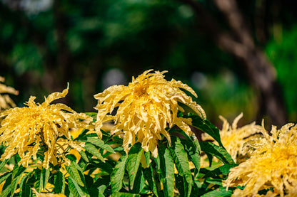 50 AURORA YELLOW AMARANTHUS Tricolor Josephs Coat Flower Seeds