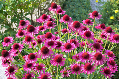 1000 PURPLE CONEFLOWER Echinacea Purpurea Heirloom Flower Herb Seeds