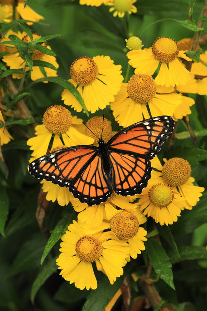 2000 AUTUMN SNEEZEWEED (Dogtooth Daisy / Helens Flower / Bittersweet) Helenium Autumnale Flower Seeds