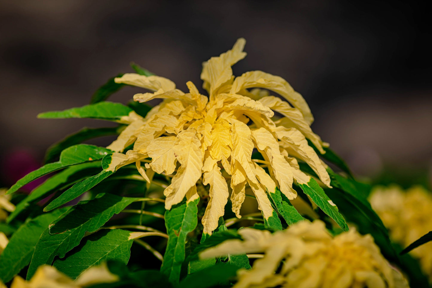 50 AURORA YELLOW AMARANTHUS Tricolor Josephs Coat Flower Seeds