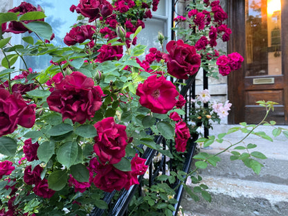 5 BURGUNDY CLIMBING ROSE Red Rosa Bush Vine Climber Fragrant Flower Seeds