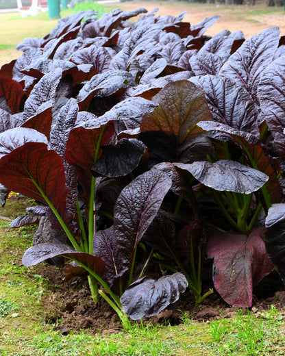 1500 RED GIANT MUSTARD Ornamental Japanese Greens Herb Vegetable Brassica Seeds