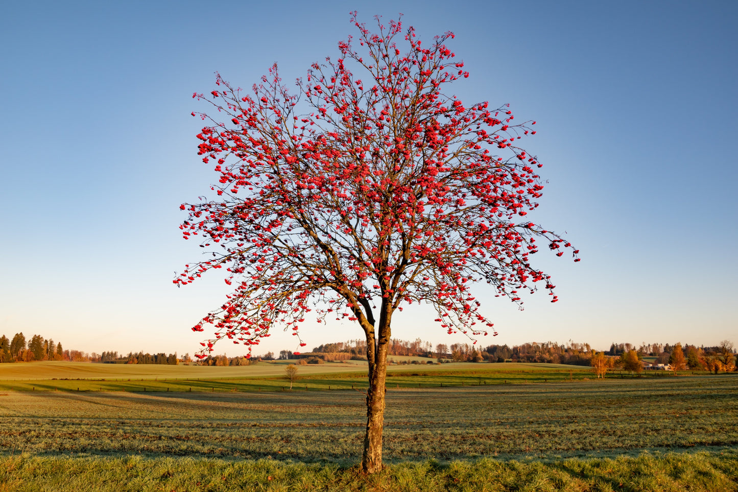 20 ASH TREE Mountain / Amur / Rowan - Sorbus Aucuparia Seeds