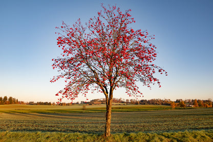20 ASH TREE Mountain / Amur / Rowan - Sorbus Aucuparia Seeds