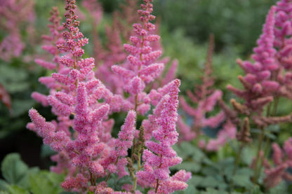 100 PINK MIX ASTILBE (False Spirea / False Goats Beard) Astilbe Chinensis Flower Seeds