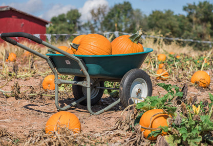 50 CONNECTICUT FIELD PUMPKIN BigTom Orange Yankee Cucurbita Pepo Vegetable Seeds