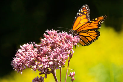 50 Pink JOE PYE WEED Eupatorium Maculatum Flower Seeds