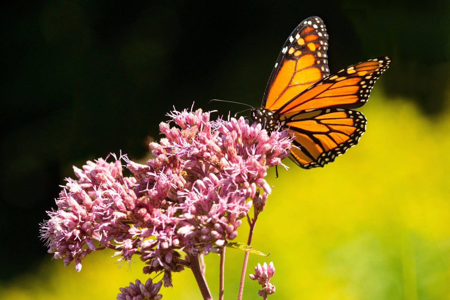 50 Mixed Colors JOE PYE WEED Eupatorium Maculatum Flower Seeds