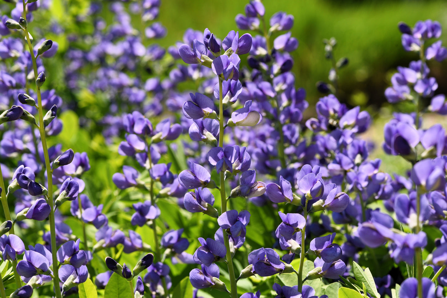 50 BLUE WILD INDIGO (False Indigo) Baptisia Australis Flower Seeds