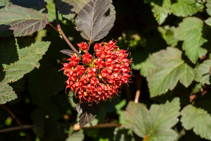 50 PACIFIC NINEBARK Physocarpus Capitatus Western Ninebark Native White Pink Red Flower Shrub Seeds